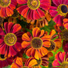 100 HELENIUM ' AUTUMN LEAVES ' Mix Helenium Autumnale Sneezeweed Mixed Colors Flower Seeds