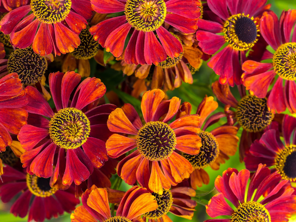 Helenium ' Autumn Leaves ' Mix Helenium Autumnale Sneezeweed Mixed Colors Flower Seeds