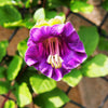 5 CUP & SAUCER VINE Cathedral Bells Cobaea Scandens Climber Purple Hummingbird Flower Seeds
