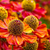 100 HELENIUM ' AUTUMN LEAVES ' Mix Helenium Autumnale Sneezeweed Mixed Colors Flower Seeds