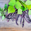 40 Royalty PURPLE POD BEAN Phaseolus Vulgaris Vegetable Seeds