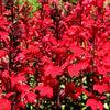 300 CARDINAL FLOWER LOBELIA Cardinalis Flower Seeds