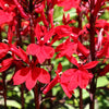 300 CARDINAL FLOWER LOBELIA Cardinalis Flower Seeds