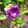 5 CUP & SAUCER VINE Cathedral Bells Cobaea Scandens Climber Purple Hummingbird Flower Seeds