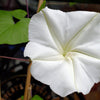 50 MOONFLOWER MORNING GLORY White Moon Flower Ipomoea Alba Flower Vine Seeds