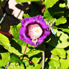 5 CUP & SAUCER VINE Cathedral Bells Cobaea Scandens Climber Purple Hummingbird Flower Seeds