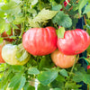 500 BEEFSTEAK TOMATO Lycopersicon Lycopersicum Fruit Vegetable Seeds