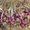 250 RED BURGUNDY ONION Allium Cepa Vegetable Seeds