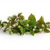 100 AZTEC SWEET HERB aka Honeyherb, Lippia, Mayan Mint, Dulce Buttons. Lippia Dulcis Phyla White Flower Seeds