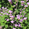 5 CHINESE MEADOW RUE Pink Yunnan Thalictrum Dipterocarpum Delavayi Flower Seeds