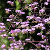 5 CHINESE MEADOW RUE Pink Yunnan Thalictrum Dipterocarpum Delavayi Flower Seeds