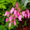 10 Pink FRINGED Fern Leaf BLEEDING HEART Dicentra Eximia Fernleaf Sun or Shade Flower Seeds