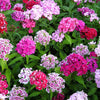 Mixed Colors Sweet William Dianthus Barbatus Color Mix Red White Pink Bicolor Flower Seeds – photo 5