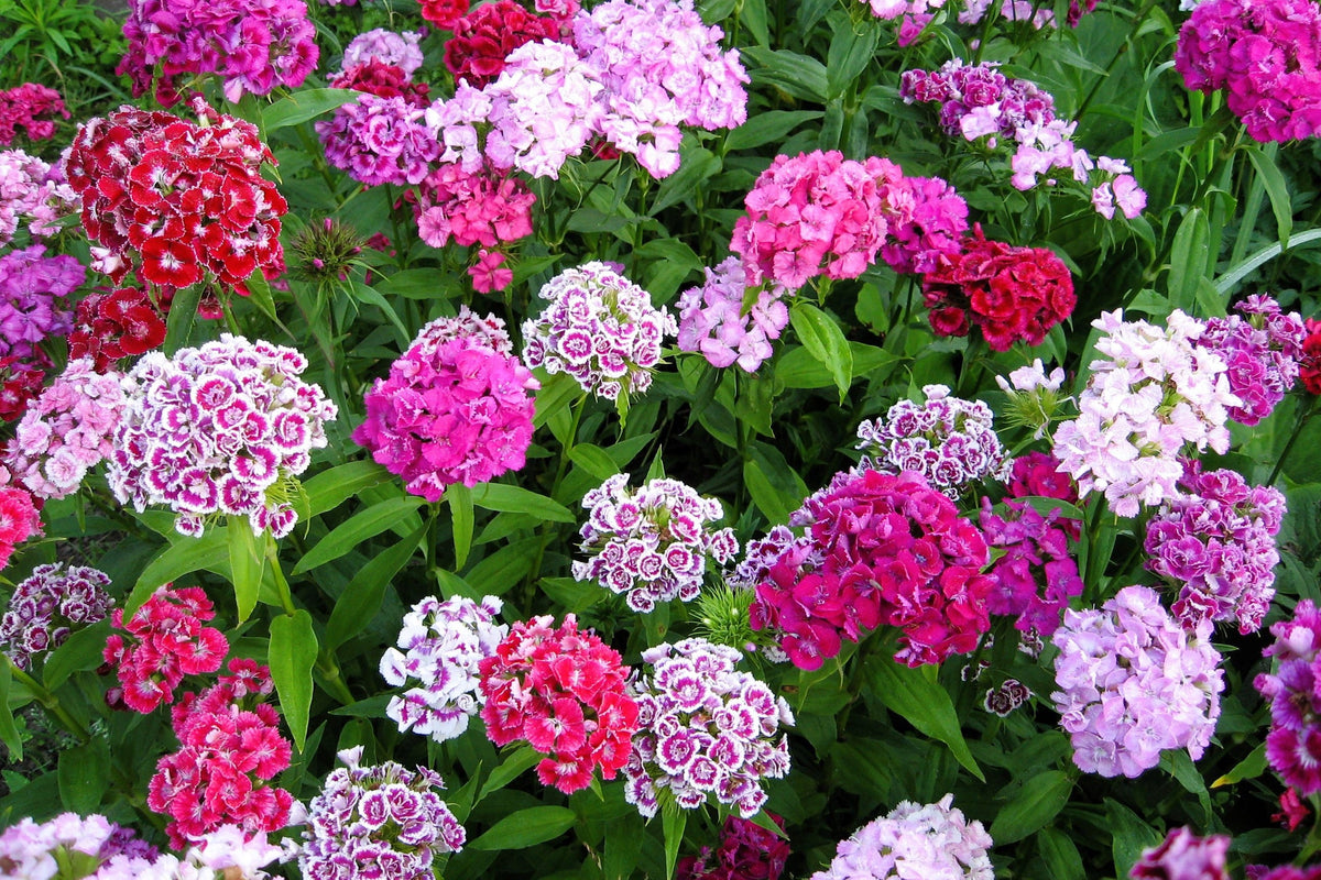 Mixed Colors Sweet William Dianthus Barbatus Color Mix Red White Pink Bicolor Flower Seeds – photo 5