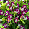 10 KAUAI MIX TORENIA Fournieri Sun or Shade Wishbone Flower Seeds - Mixed Colors 2 Tone Blue Red Pink