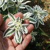 20 SNOW On THE MOUNTAIN Euphorbia Marginata Variegated Groundcover Sun or Shade Flower Seeds