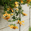 10 YELLOW HUMMINGBIRD TRUMPET Vine Flower Campsis Radicans Flava Climber Seeds