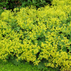 100 LADYS MANTLE Alchemilla Mollis Flower Seeds
