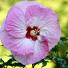 10 Luna PINK SWIRL Hardy HIBISCUS Moscheutos Flower Seeds