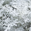 300 SILVERDUST DUSTY MILLER Cineraria Maritima Jacobaea Senecio Flower Seeds