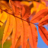 25 Chinese PISTACHIO Pistacia Chinensis Pistache Pistach Yellow Orange Red in Fall Mastic Tree Seeds