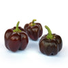 20 Organic Chocolate MINI BELL PEPPER Brown Sweet Mild Miniature Capsicum Annuum Vegetable Seeds