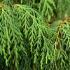 30 Kashmir WEEPING CYPRESS TREE Cupressus Cashmeriana Blue Evergreen Seeds