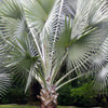 5 SILVER SAW PALMETTO Serenoa Repens American Dwarf Palm Tree Shrub Edible Fruit Sun or Shade Seeds