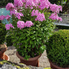 10 TALL GARDEN PHLOX Paniculata Mixed Colors 'New Hybrids Mix' Flower Seeds