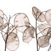 Lunaria Biennis ( Money Plant / Silver Dollar / Honesty / Moonwort ) Flower Seeds