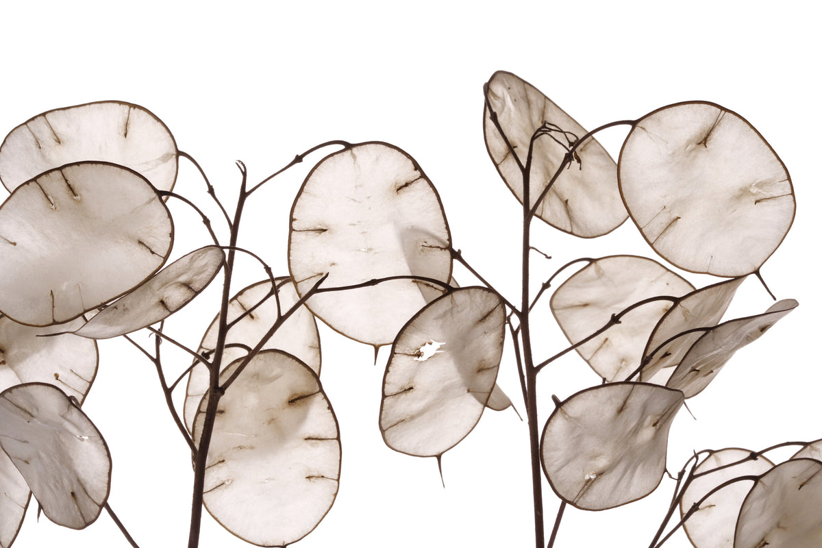 Lunaria Biennis ( Money Plant / Silver Dollar / Honesty / Moonwort ) Flower Seeds