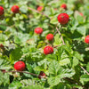 50 Edible Red MOCK STRAWBERRY Potentilla Indica Duchesnea Fruit Berry Seeds