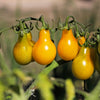 300 YELLOW PEAR TOMATO Lycopersicon Lycopersicum Fruit Vegetable Seeds