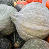 Blue Hubbard Squash Seeds – New England Buttercup Cucurbita Pepo Vegetable