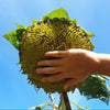 Early Mammoth Russian Sunflower Seeds – Helianthus Annuus Flower – photo 3