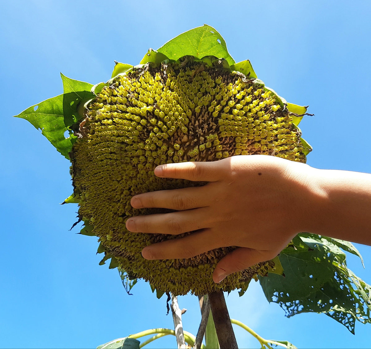 Early Mammoth Russian Sunflower Seeds – Helianthus Annuus Flower – photo 3