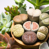 10 LIVING STONE / LITHOPS Mixed Colors Pebble Houseplant Flower Seeds