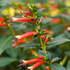 10 MIXED CIGAR PLANT Cuphea Ignea Red Pink White Firecracker Flower Seeds