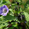 100 APPLE OF PERU Shoofly Plant Nicandra Physalodes Violet Blue Flower Seeds