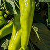75 CUBANELLE PEPPER (Italian Sweets / Banana Pepper / Italian Frying Pepper) Capsicum Annuum Vegetable Seeds