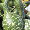 Gooseneck / Bottle / Swan Gourd Lagenaria Siceraria Vine Seeds – photo 4