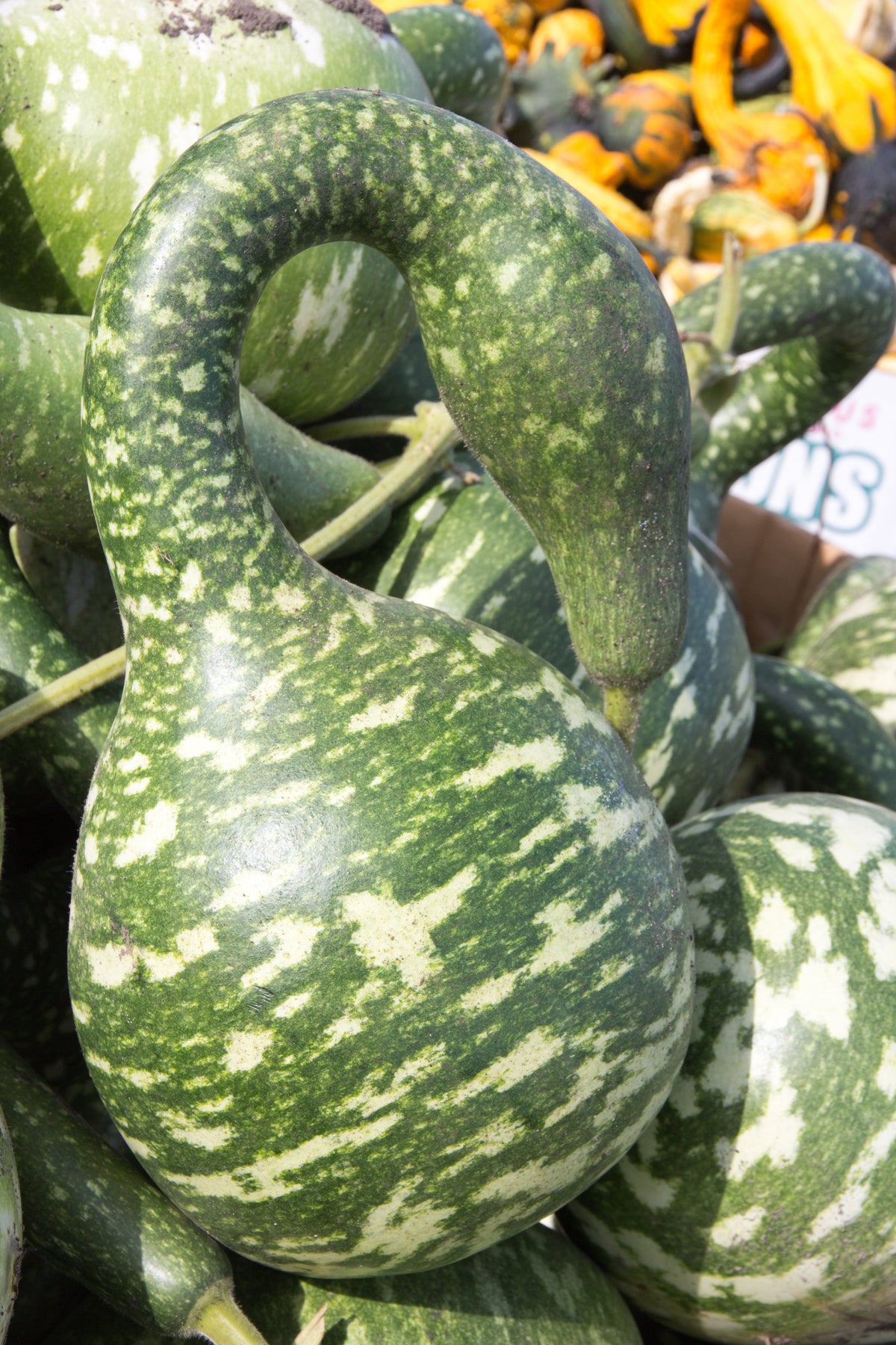Gooseneck / Bottle / Swan Gourd Lagenaria Siceraria Vine Seeds – photo 4