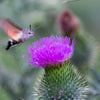 200 Great BURDOCK Arctium Lappa (Edible Burdock / Cockle-Button / Beggar's Buttons) HERB Flower Seeds