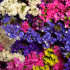 50 Pacific Mix STATICE (Sea Lavender) Mixed Colors  Limonium Sinuatum Flower Seeds