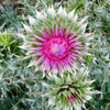 100 ORGANIC Blessed MILK THISTLE Silybum Marianum Hummingbird Purple Flower Seeds