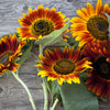 Orange Evening Colors Sunflower Seeds – Helianthus Annuus Flower – photo 4
