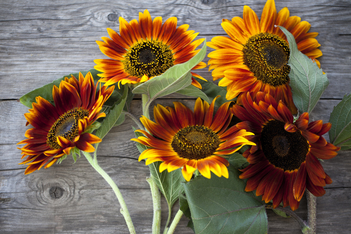 Orange Evening Colors Sunflower Seeds – Helianthus Annuus Flower – photo 4