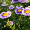 50 BLUE MOON ASTER Callistephus Pompon Double Flower Seeds