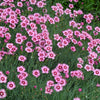Cottage Pinks Seeds – (Garden, Laced, or Feathered Pink) Dianthus Plumarius Flower – photo 12