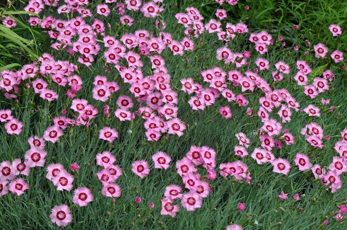 Cottage Pinks Seeds – (Garden, Laced, or Feathered Pink) Dianthus Plumarius Flower – photo 12